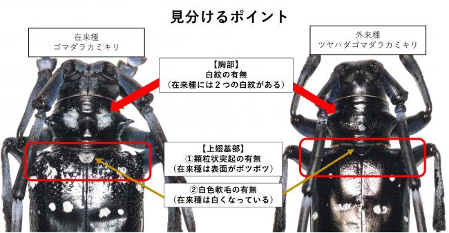ゴマダラカミキリとの見分け方