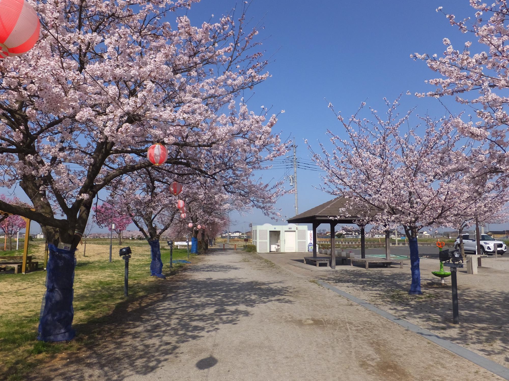 matinomidokorosakura