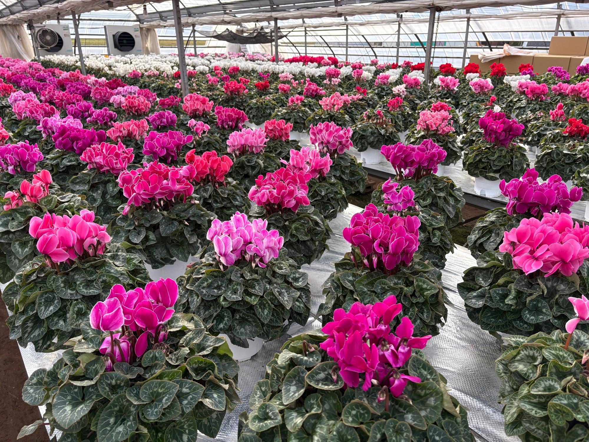 matinomidokoroshikuramen