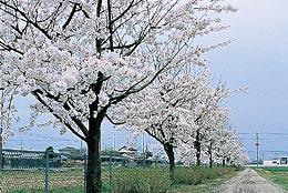 桜の木が並んでいる道の写真