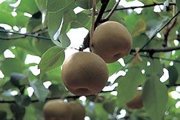 木に生っている梨の写真