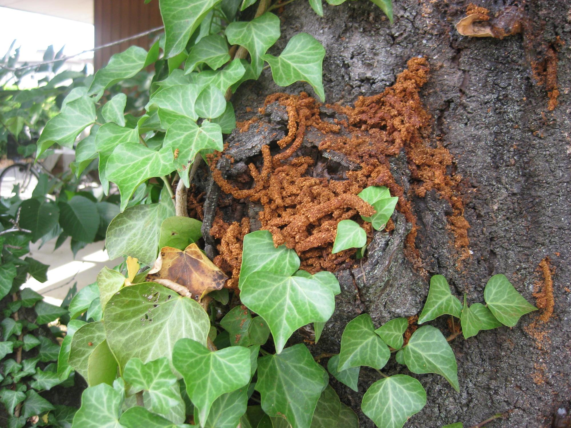 クビアカツヤカミキリのフラス