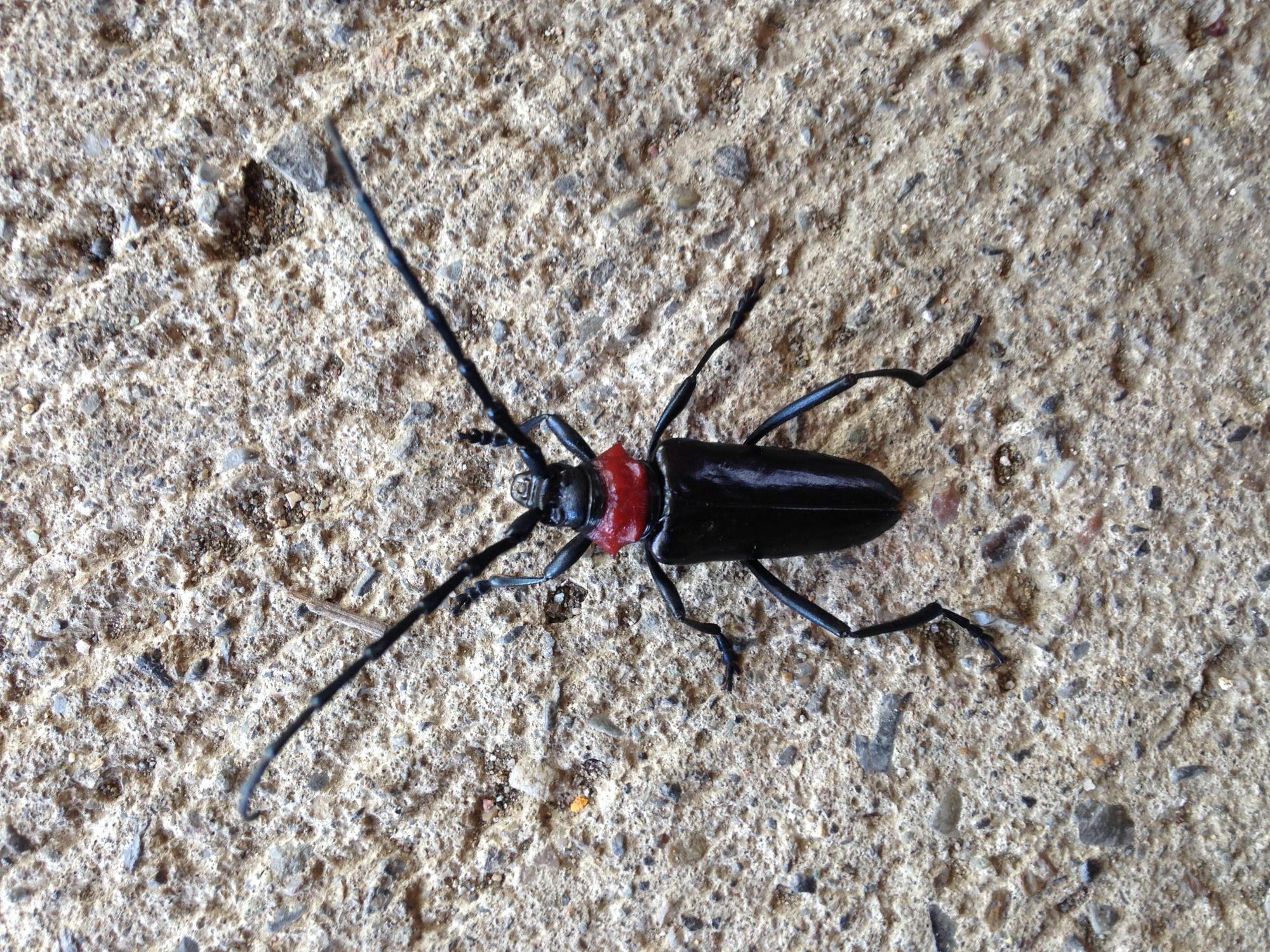 クビアカツヤカミキリの成虫