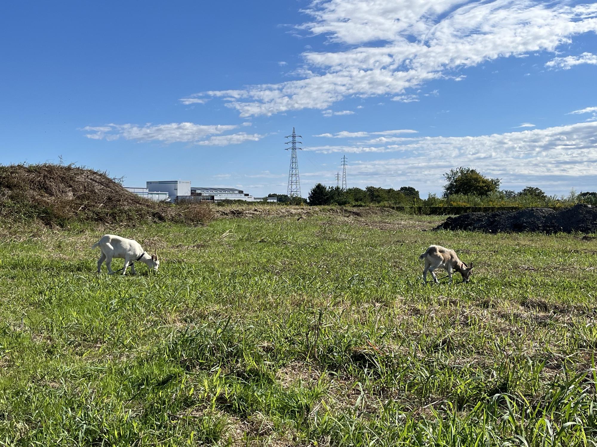 除草中の処理場