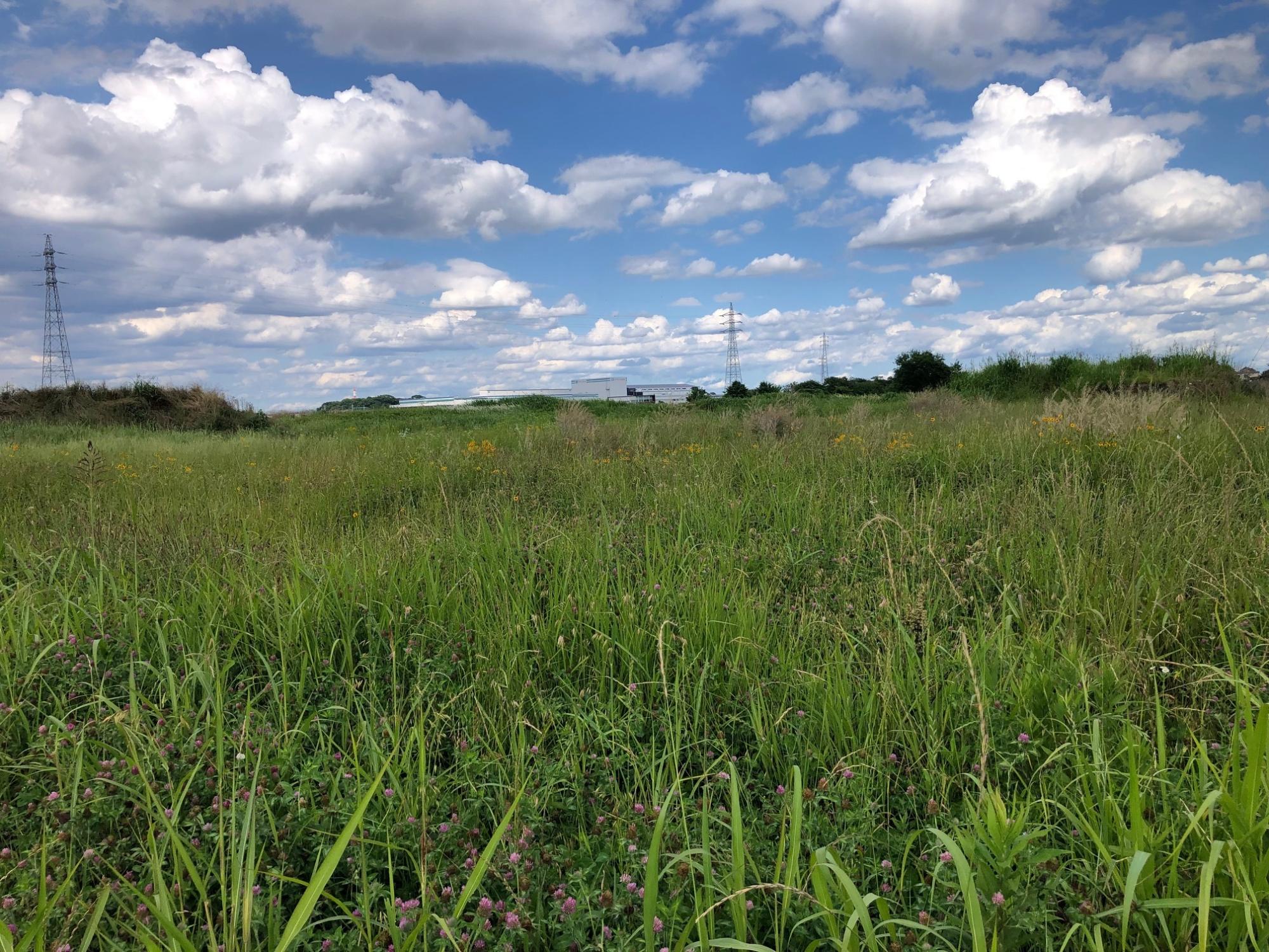 除草前の処理場